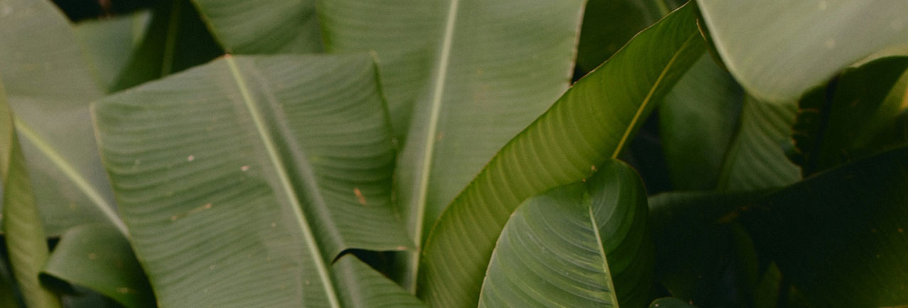 sustainability image